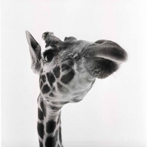 Giraffe, Berlin ca. 1955